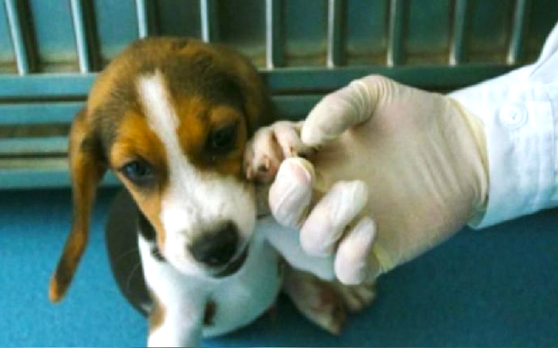 Procuro Nda Para Cão Beagle Bolívia-2905