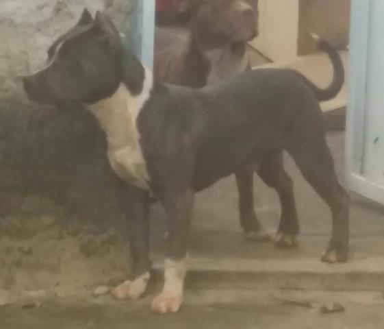 Uncios Bull Terrier Palmas-8225
