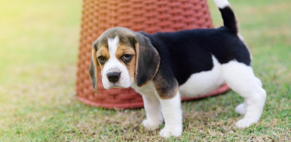 Procuro Nda Para Cão Beagle Bolívia-3089