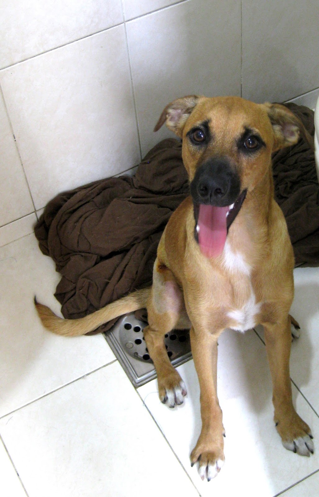Procuro Nda Para Cão Beagle Bolívia-9204