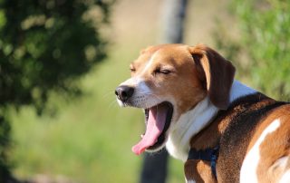 Procuro Nda Para Cão Beagle Bolívia-2755