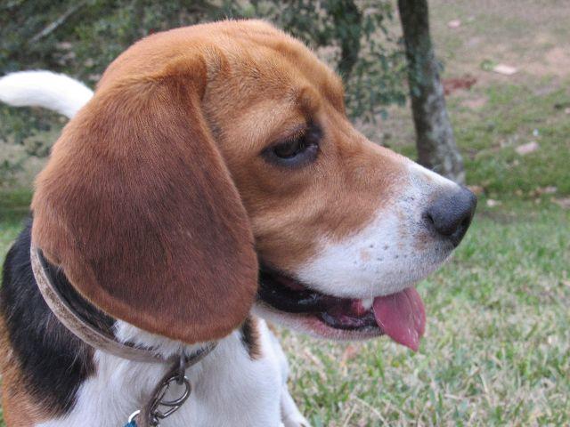 Procuro Nda Para Cão Beagle Porto-9310